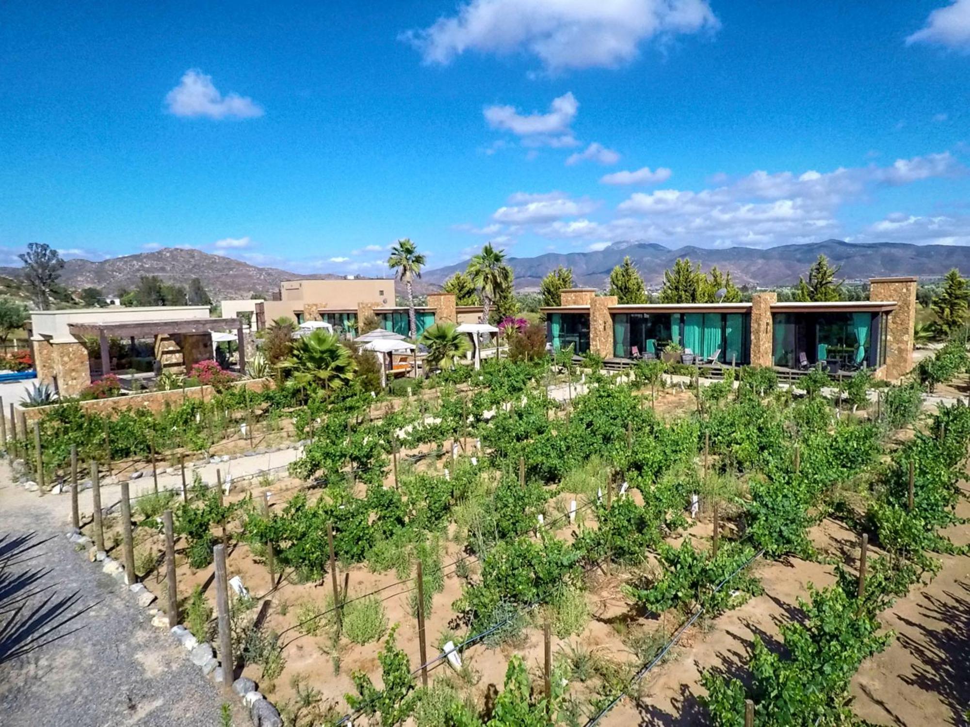 Hotel Boutique Valle De Guadalupe & Spa חדר תמונה